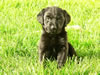 Black pups at age five weeks