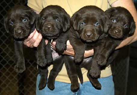 Dish male pups, day 27 October 3, 2003 Collar colors (L) to (R): Red Print, Green Print, USA, & Tiger