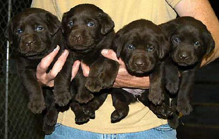 Dish female pups, day 27 October 3, 2003 Collar colors (L) to (R): Blue, Red, Pink, & Purple