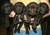 Dish male pups, day 27 October 3, 2003 Collar colors (L) to (R): Red Print, Green Print, USA, & Tiger (29kb)