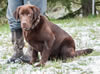 Seven Month Old Chocolate Male For Sale