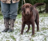 Seven Month Old Chocolate Male For Sale