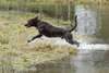 Bones, age 5, January 2008