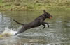 Bones, age 5, January 2008