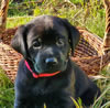 Brees/Brandi pup