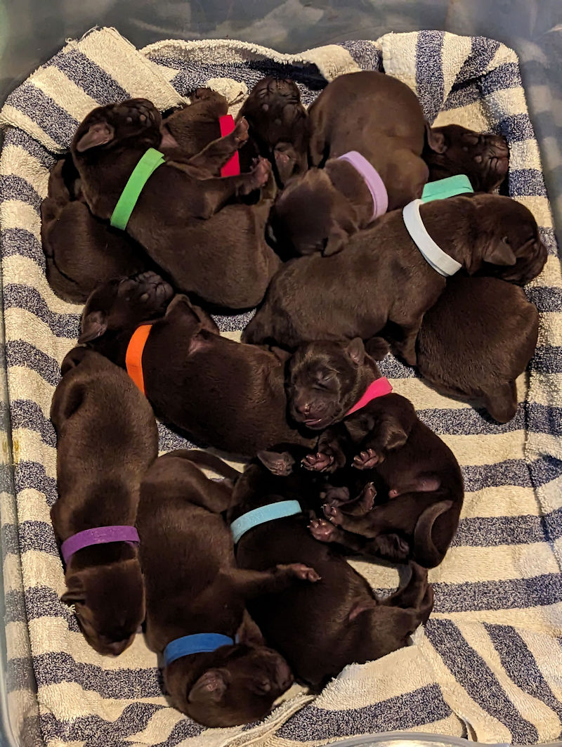 puppies available