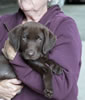 10 week old Brees x Copper pup