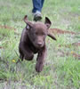 10 week old Brees x Copper pup