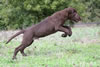 Brees x Copper pup from a previous litter