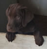This chocolate male pup is available.