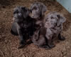Three Brees x Penny chocolate males are available.