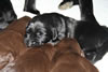 Bueller/Brandi pups, age 10 days