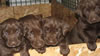 Cocoa pups 2007