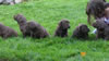 Cocoa pups 2007