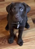 Bueller x Emerald pup from a previous litter.