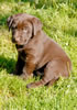 Bueller/Google female pup, age 47 days. Collar color: Blue Print. April 2, 2008