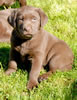 Bueller/Google male pup, age 47 days. Collar color: Green. April 2, 2008