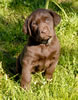 Bueller/Google female pup, age 47 days. Collar color: Green Print. April 2, 2008