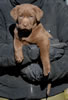 Bueller/Google female pup, age 47 days. Collar color: Pink. April 2, 2008