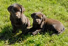 Bueller/Google male pups, age 47 days. Collar color: (L) to (R) Purple & Blue. April 2, 2008
