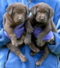 Bueller/Google male pups, Day 35. March 21, 2008. Collar colors (L) to (R) Green and Blue
