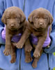 Bueller/Google females. Day 27. March 13, 2008. Collar colors (L) to (R) Green Print & Blue Print