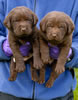 Bueller/Google males. Day 27. March 13, 2008. Collar colors (L) to (R) Blue & Green