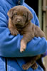 Bueller/Google female pup, Day 35. March 21, 2008. Pink collar color