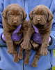 Bueller/Google males. Day 27. March 13, 2008. Collar colors (L) to (R) Red & Purple