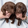 Bueller/Google pups, Day 21, 2/23/2009. Collar colors L to R Pink & Tan Print females