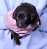 Bueller/Google pup, Day 15, 2/17/2009. Collar colors L to R Black Male