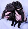 Bueller/Google pup, Day 15, 2/17/2009. Collar colors L to R Pink and Tan Print Females