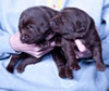 Bueller/Google pup, Day 15, 2/17/2009. Collar colors L to R Red and Pink Print Females