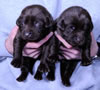 Bueller/Google pup, Day 15, 2/17/2009. Collar colors L to R Tan Print and Green Males