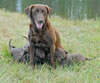 Layla and pups, August 24, 2008. Day 33 