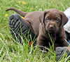 Bueller/Layla "Blue" male pup, August 24, 2008. Day 33