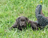 Bueller/Layla "Green" male pup, August 24, 2008. Day 33 