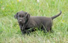 Bueller/Layla "Green" male pup, August 24, 2008. Day 33 