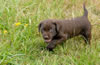 Bueller/Layla "Pink" female pup, August 24, 2008. Day 33