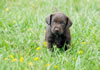 Bueller/Layla "Purple" male pup, August 24, 2008. Day 33