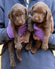 Bueller/Layla male pups, Day 30, August 20, 2008. Collar colors (L) to (R) Green & Blue