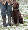 Seven Month Old Chocolate Male For Sale