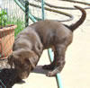 This male pup available as of June 25, 2008