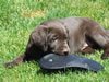 This male pup available as of June 25, 2008