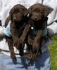 Bueller/Tilda (L) to (R) Pink & Green Print females, day 38. March 22, 2007