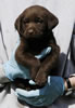 Bueller/Tilda Black collar color male, day 38. March 22, 2007