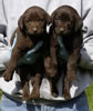 Bueller/Tilda (L) to (R) Purple & Blue males, day 38. March 22, 2007