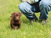 Green male, day 55, April 8, 2007. Green is an athletic, energetic, small male. Green should make a good active family companion, agility prospect, and/or hunting partner.