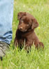 Red male, day 55, April 8, 2007. Red is a handsome calm dog who should mature in the low medium size range. Red should be a wonderful family companion and/or hunter.