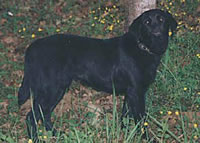 Merganser's Black Olive (Merganser's Classic Rip-N-Tear MH X Merganser's Little Liza Jane) is owned by  (20kb)